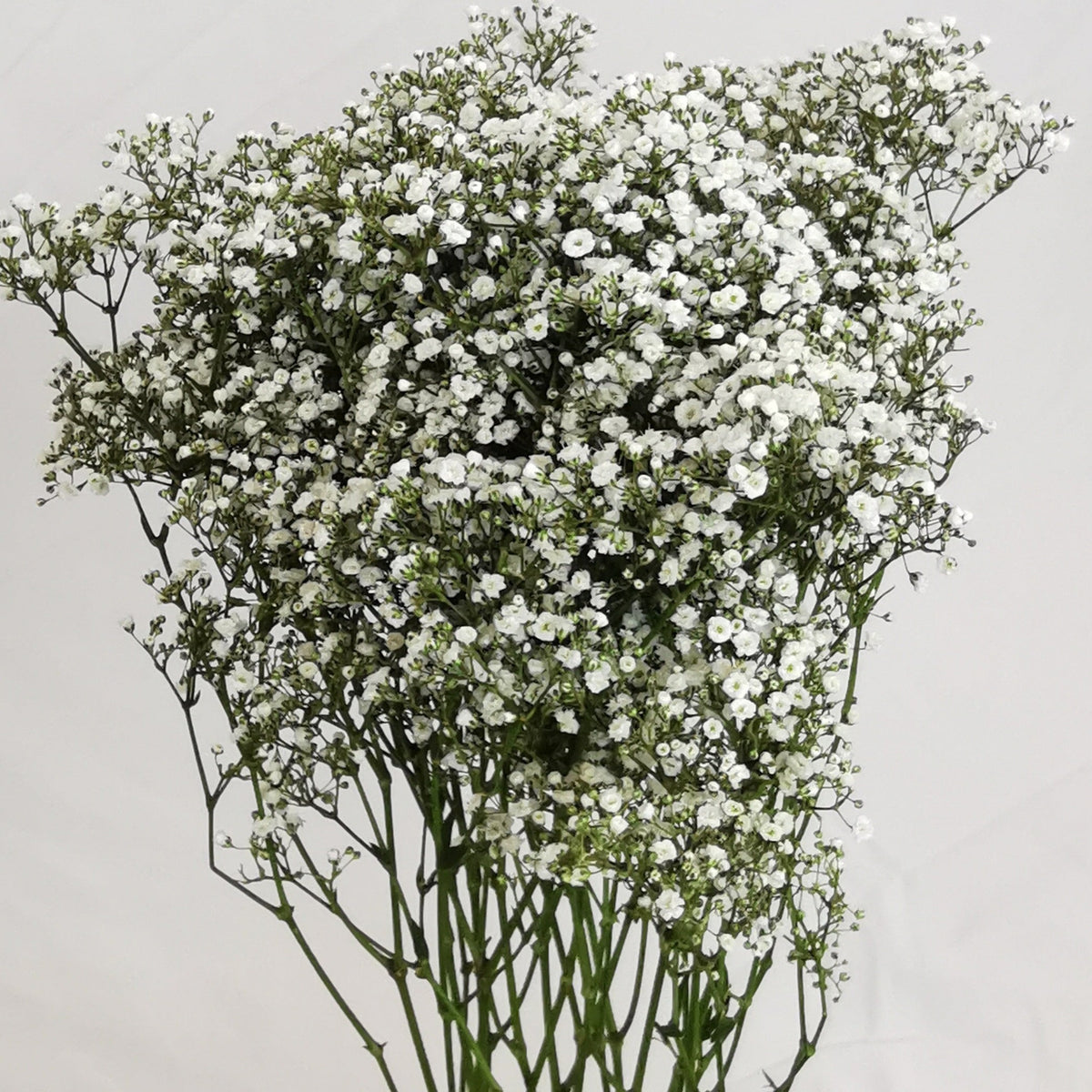 Babys Breath (Gypsophila Excellence) Cut Flower Exchange
