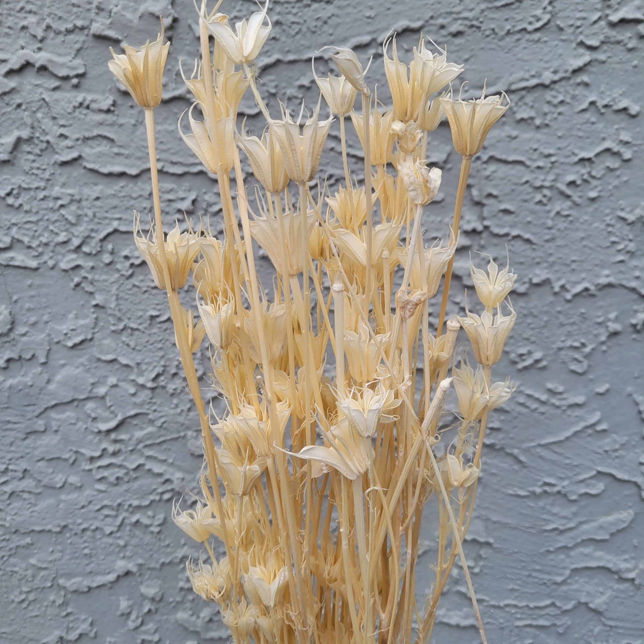 Dried Goods: Bleached Nigella Orientalis