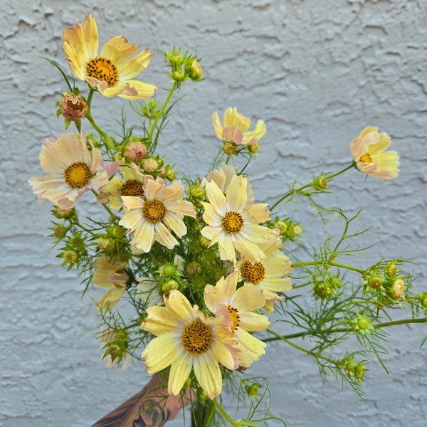 LOCAL Cosmos