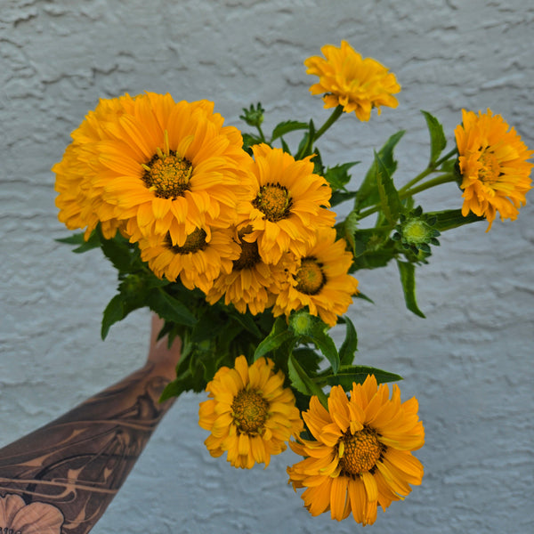 LOCAL Calendula