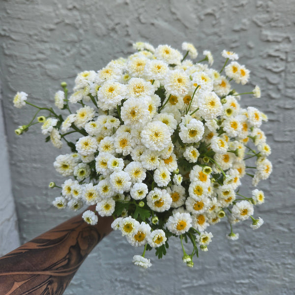 LOCAL Feverfew
