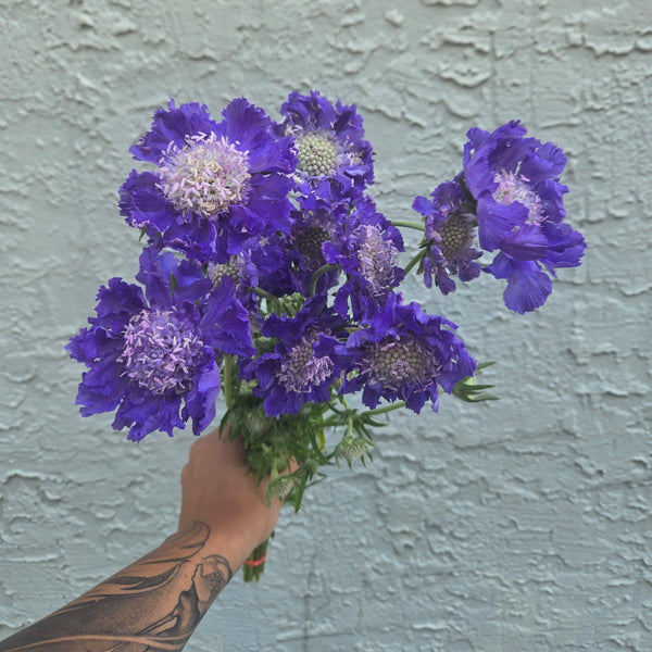 LOCAL Scabiosa