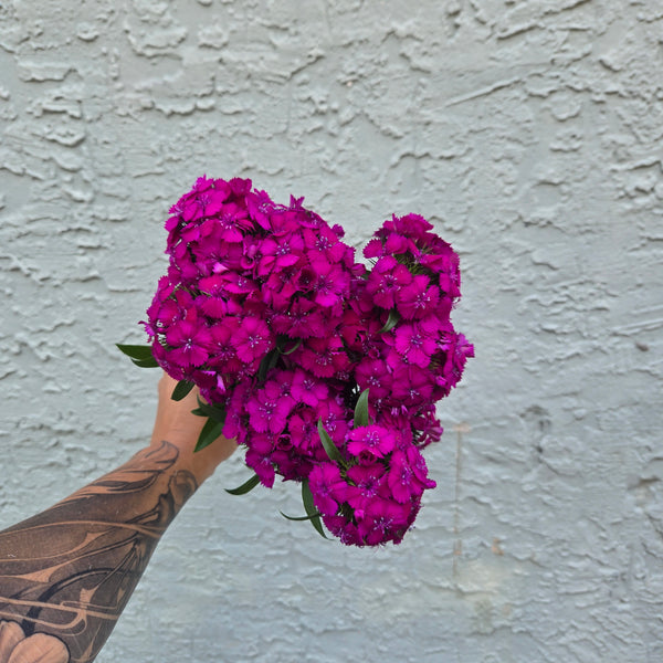 LOCAL Dianthus