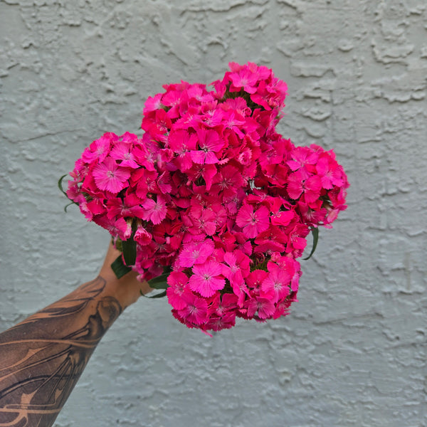 LOCAL Dianthus