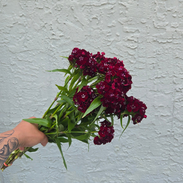 LOCAL Dianthus