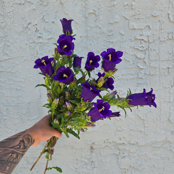LOCAL Campanula