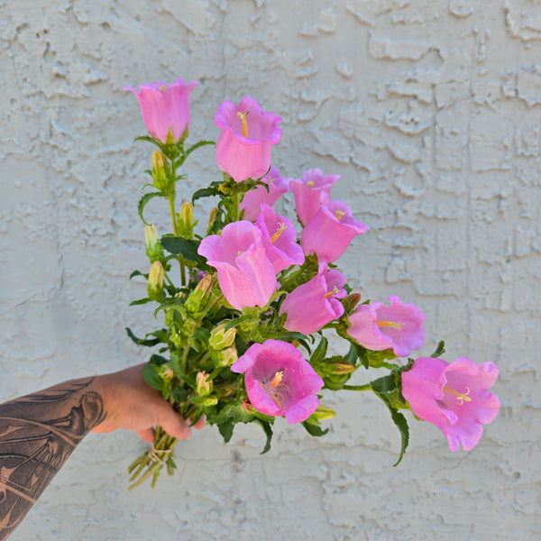 LOCAL Campanula