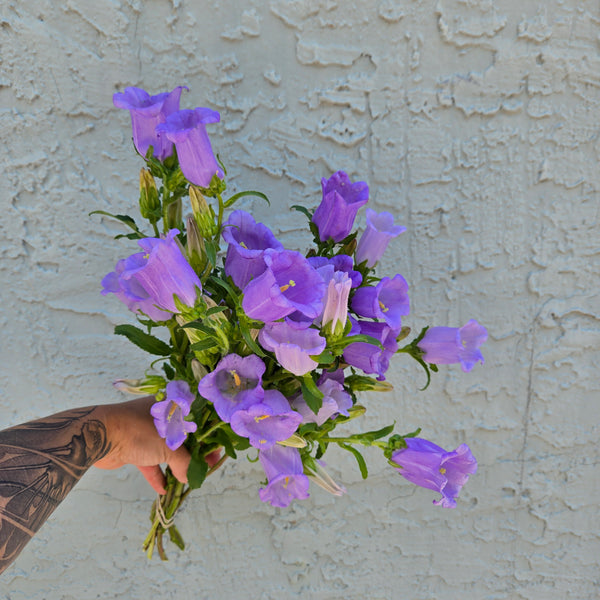LOCAL Campanula