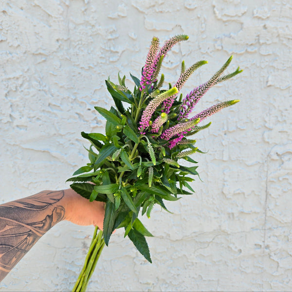 LOCAL Veronica