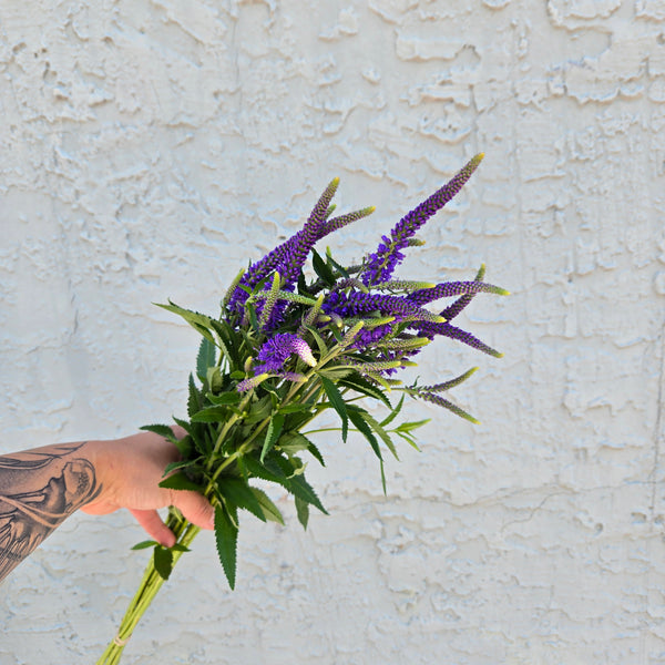 LOCAL Veronica