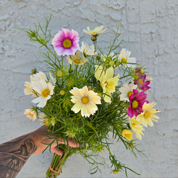 LOCAL Cosmos