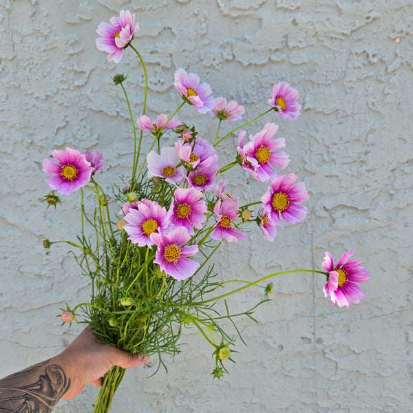 LOCAL Cosmos