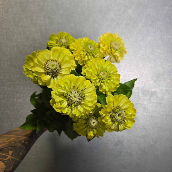 LOCAL Zinnia