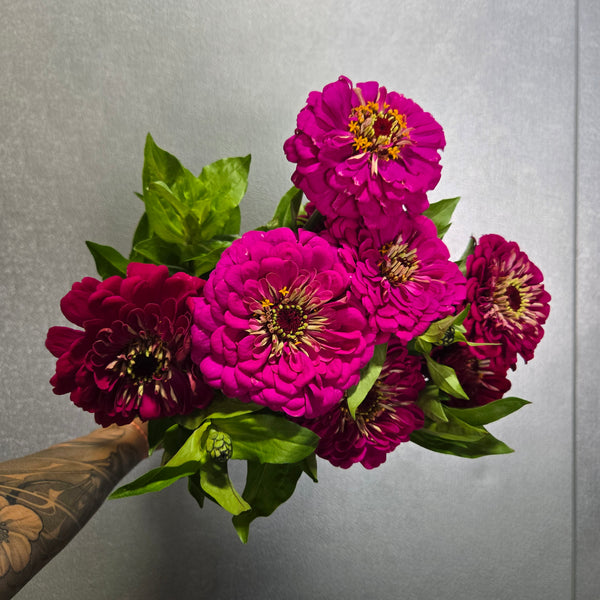 LOCAL Zinnia