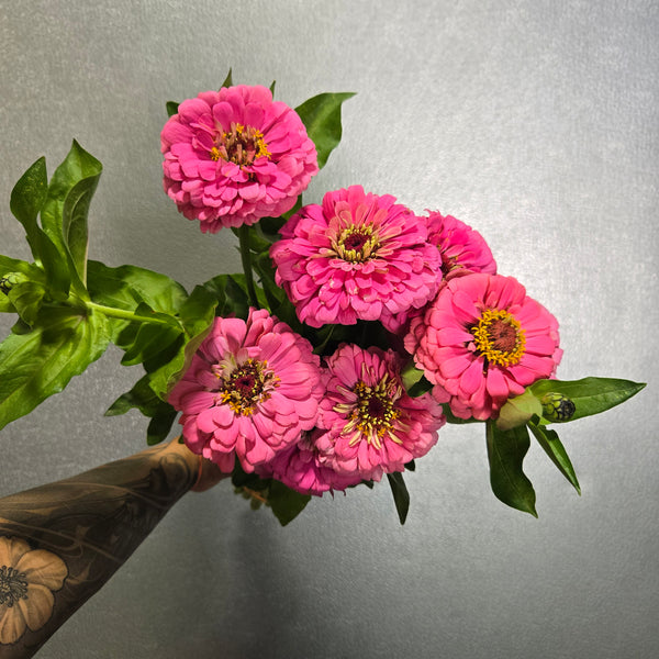 LOCAL Zinnia