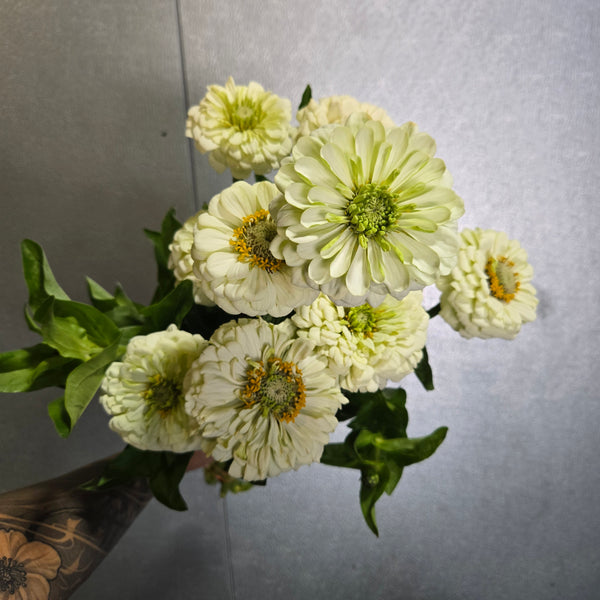 LOCAL Zinnia