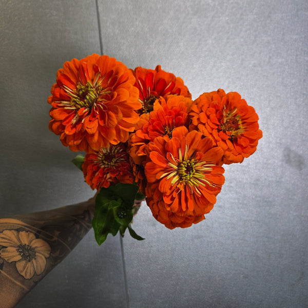 LOCAL Zinnia