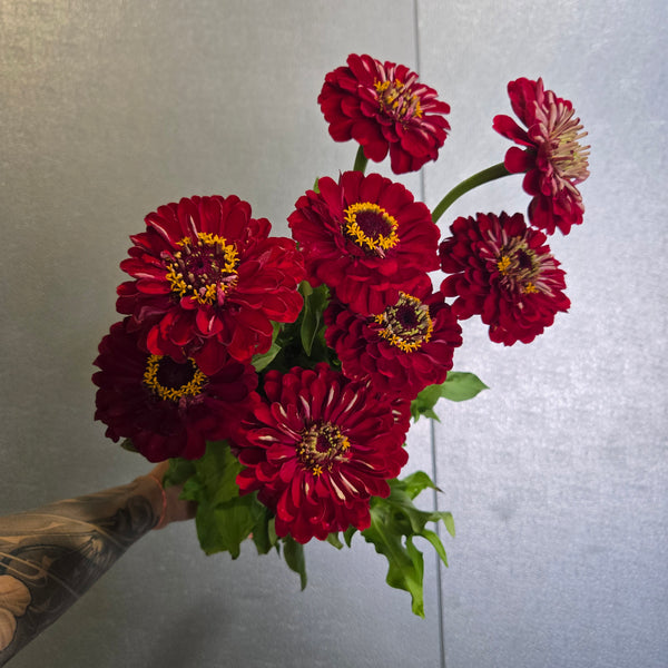 LOCAL Zinnia
