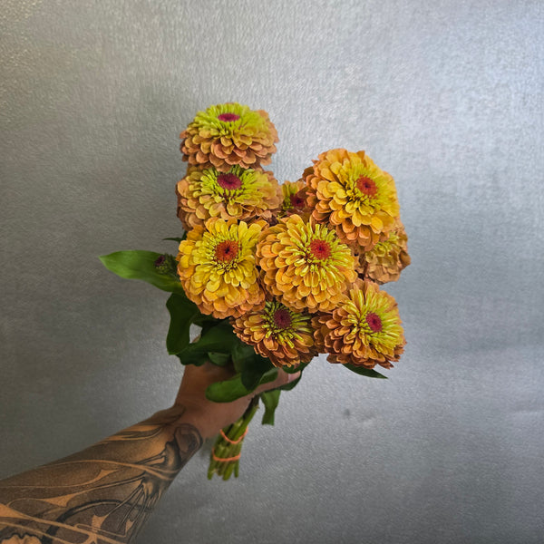 LOCAL Zinnia