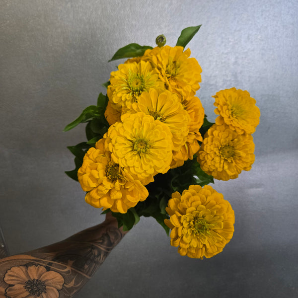 LOCAL Zinnia