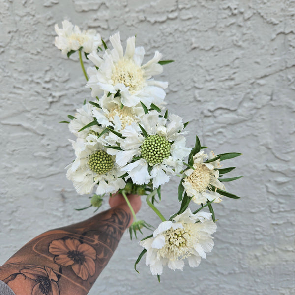 LOCAL Scabiosa