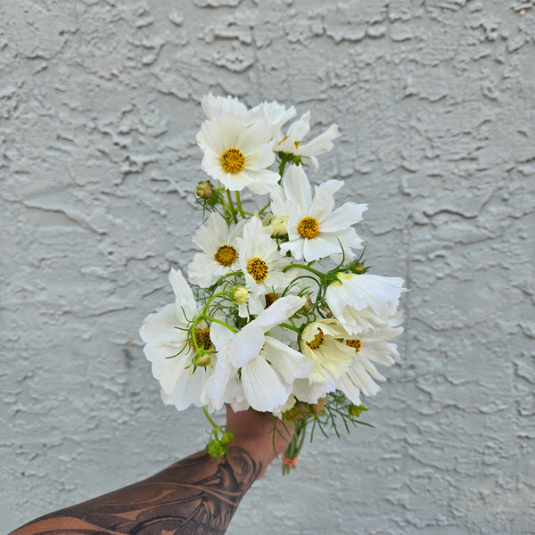 LOCAL Cosmos