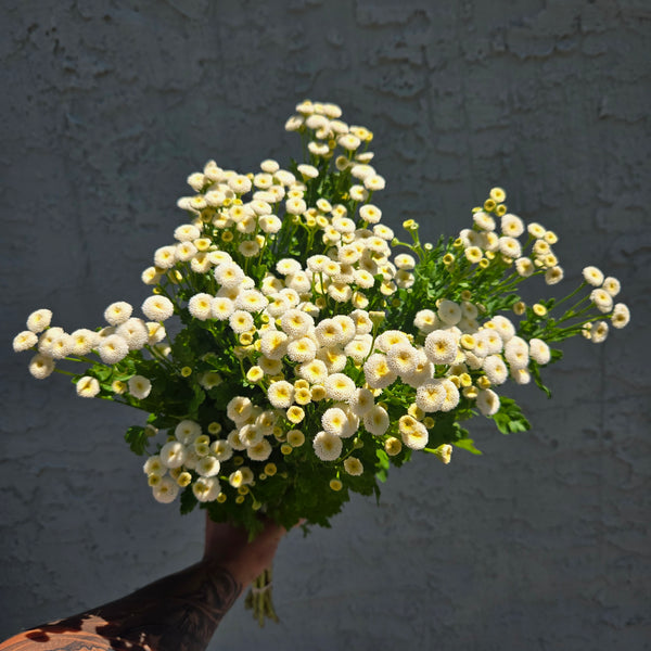 LOCAL Feverfew