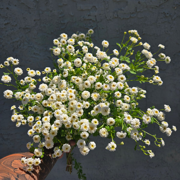 LOCAL Feverfew