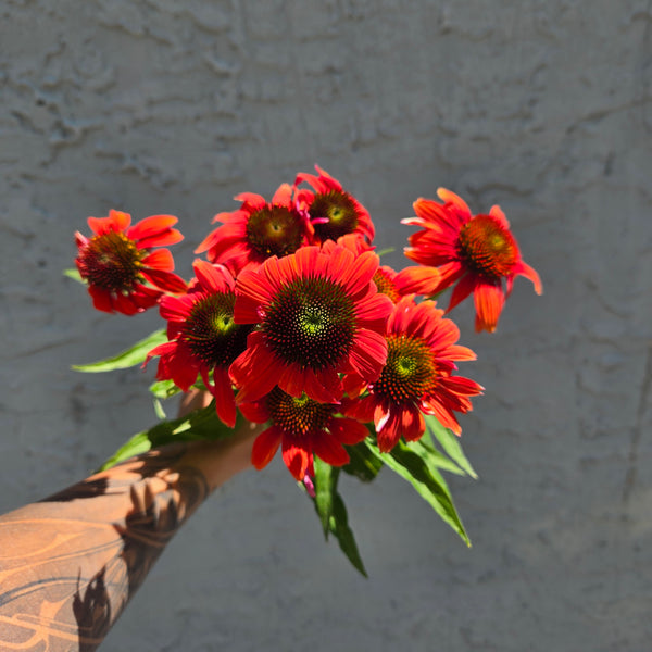 LOCAL Coneflower
