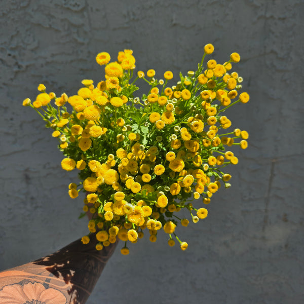 LOCAL Feverfew