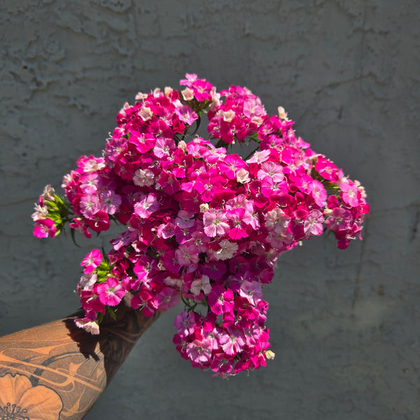 LOCAL Dianthus