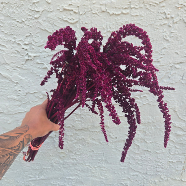 LOCAL Amaranthus