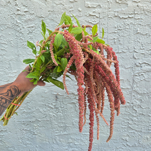 LOCAL Amaranthus