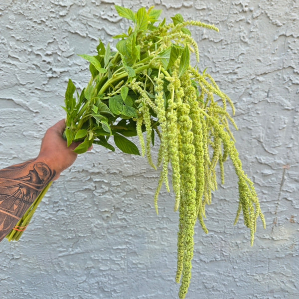 LOCAL Amaranthus