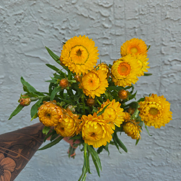 LOCAL Strawflower