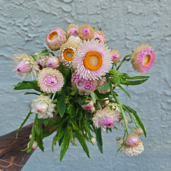 LOCAL Strawflower
