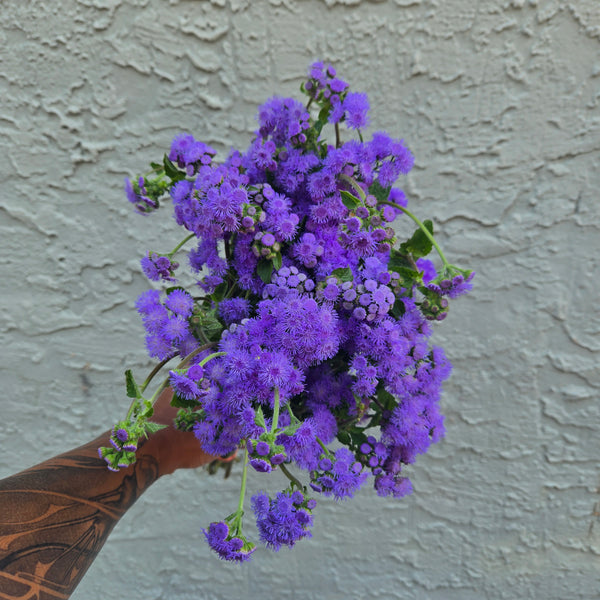 LOCAL Ageratum