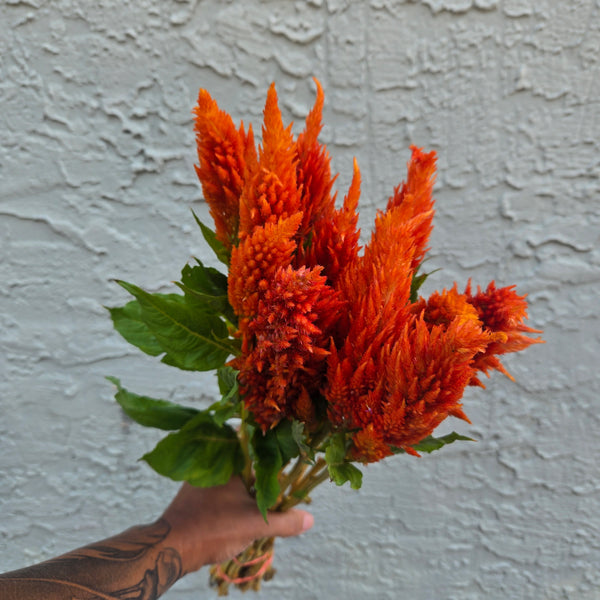 LOCAL Plume Celosia