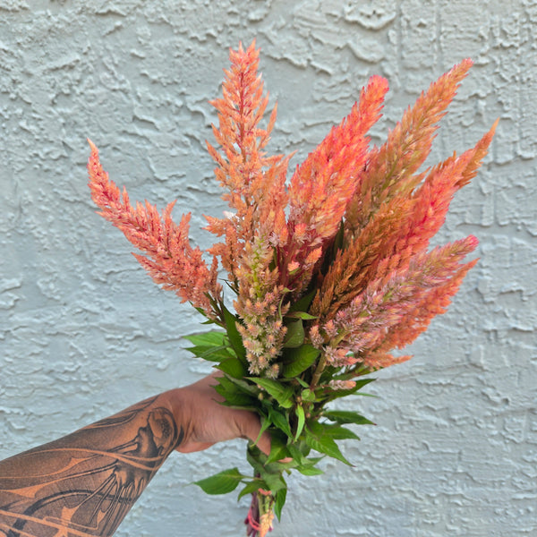 LOCAL Plume Celosia