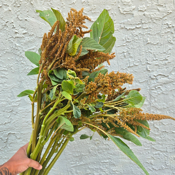 LOCAL Amaranthus
