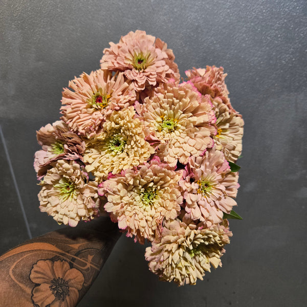LOCAL Zinnia