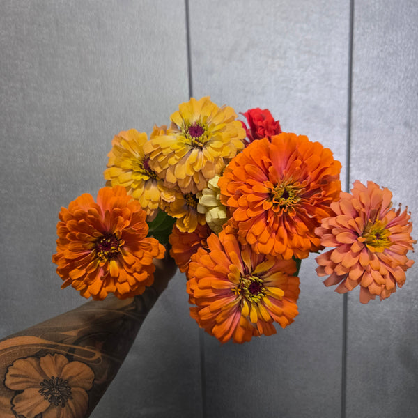 LOCAL Zinnia