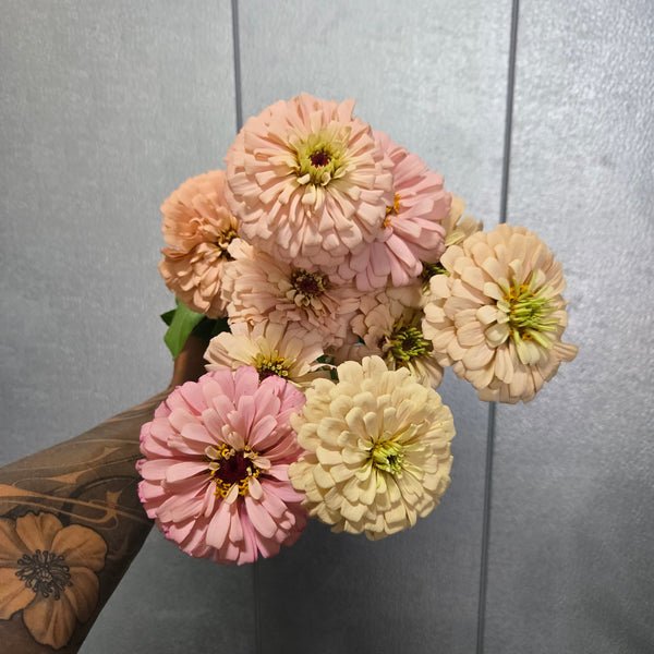 LOCAL Zinnia