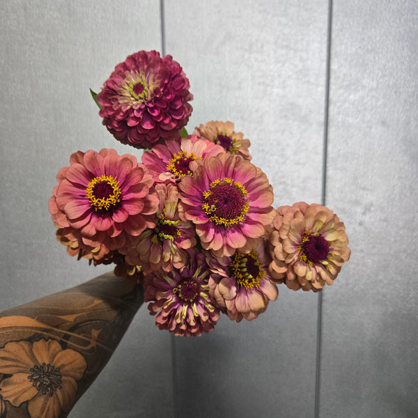 LOCAL Zinnia