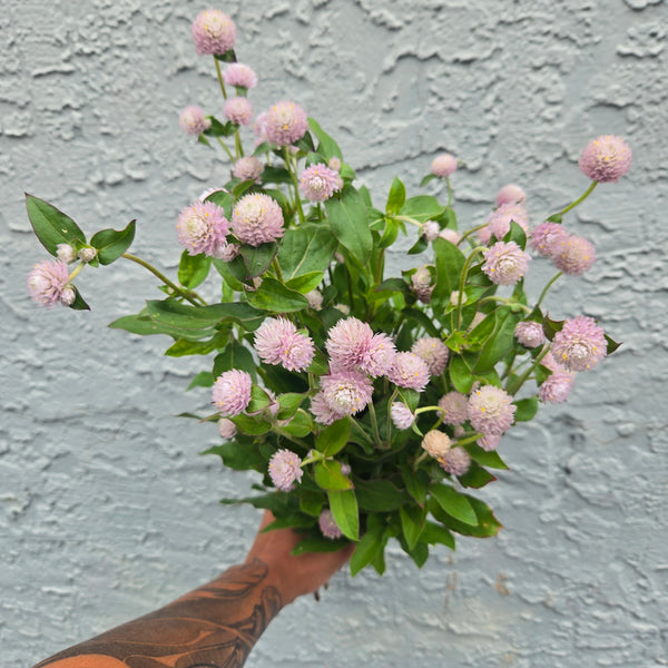 LOCAL Gomphrena