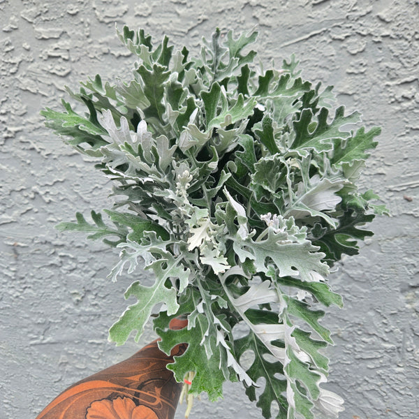 LOCAL Dusty Miller