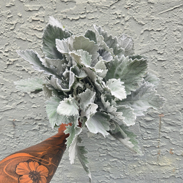 LOCAL Dusty Miller