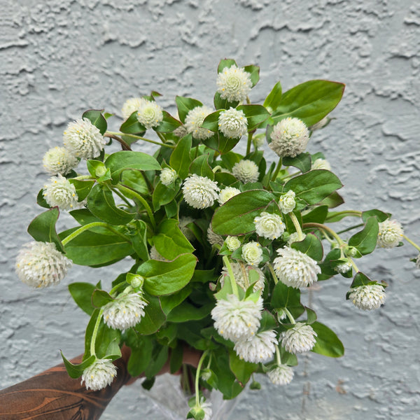 LOCAL Gomphrena