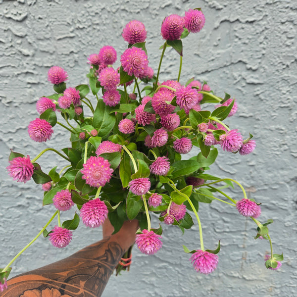 LOCAL Gomphrena