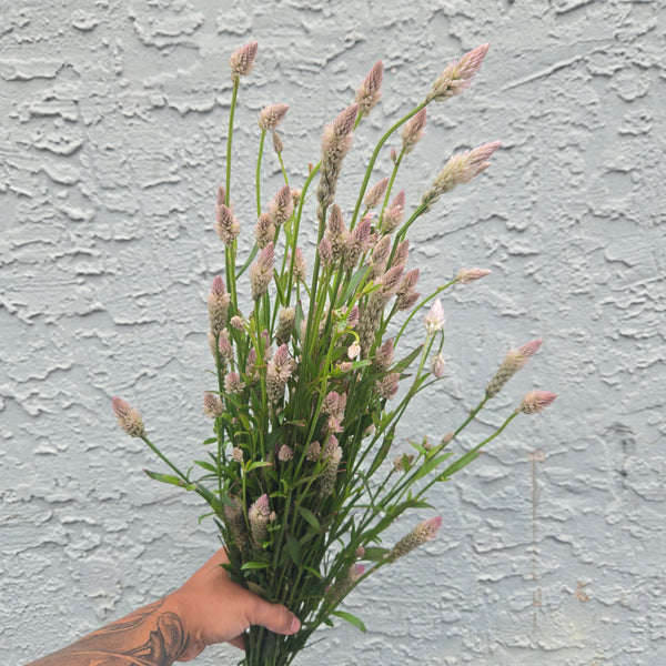 LOCAL Wheat Celosia